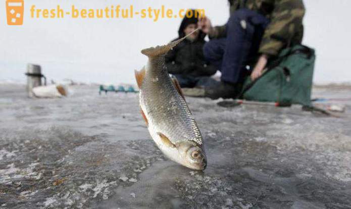 Fiske i Khanty-Mansiysk. River Khanty-Mansiysk