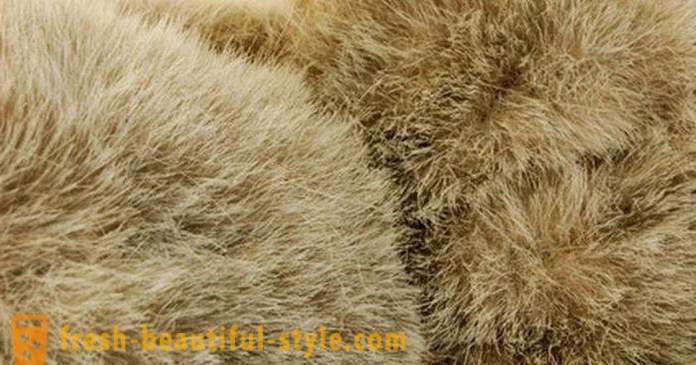 Hvordan skille naturlig fra kunstig pels: de viktigste måtene