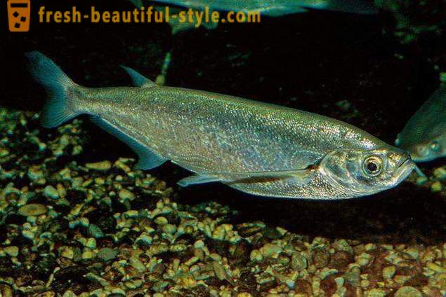 Hvor vanlig fisk sabrefish? Hvordan koke fisk sabrefish?