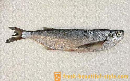 Hvor vanlig fisk sabrefish? Hvordan koke fisk sabrefish?