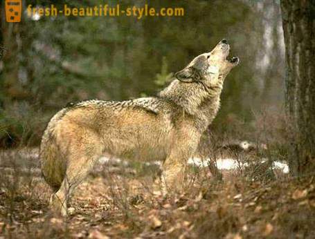 Wolf jakt. Metoder for jakt ulver