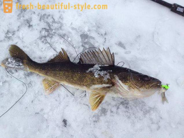 Fiske på vippe i vinter. fiske teknikk på balanse bjelke