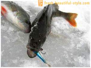 Fiske på vippe i vinter. fiske teknikk på balanse bjelke