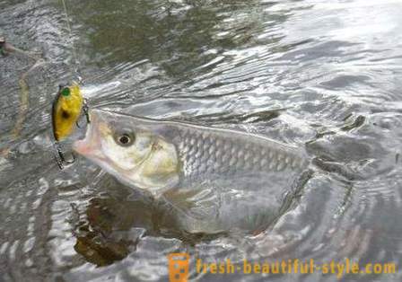 Chub fiske: måter agn. Catching stam sommer