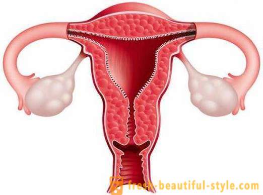 Hvordan øke endometrium